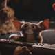 Illustration for article titled Gizmo and Mr. Wing will lead a new Gremlins animated series